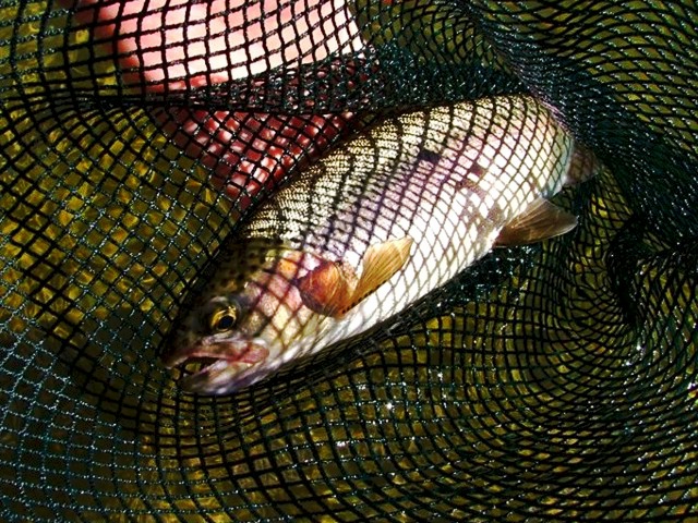 Fly finshing in the pristine rivers around Lady Grey