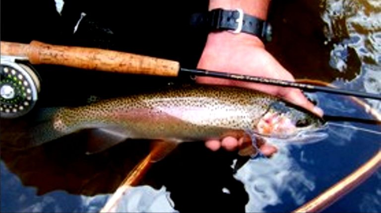 Fly Fishing in the pristine rivers of Lady Grey